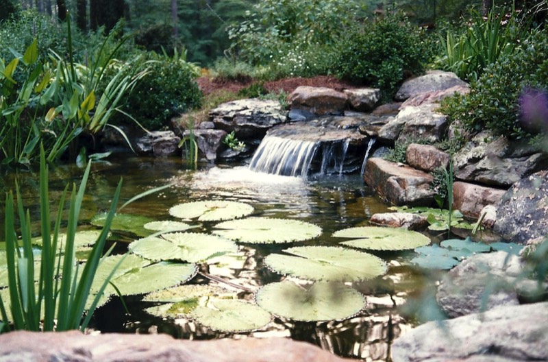 lily pond waterlilies waterfall